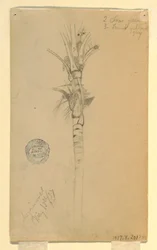 Desenho, folhas e caule de uma palmeira, Aspinwall, Panamá, 15 de maio de 1857