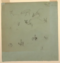 Desenho, Lhamas perto de "Chimborazo", Equador, setembro de 1853