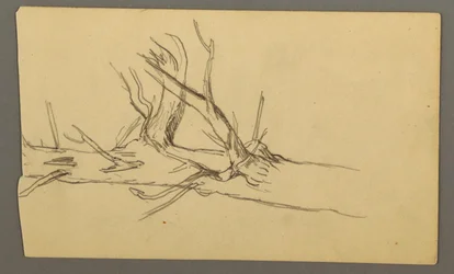 Desenho, Secção média de um tronco de árvore morta, 1877