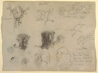 Desenho, Estudos da Natureza, provavelmente da Colômbia: Macaco, Parasitas e Árvores, 1853