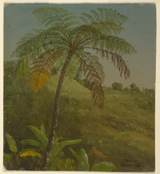 Desenho, Palmeira, Jamaica, junho de 1865