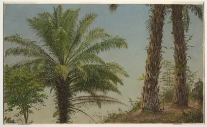 Desenho, Palmeiras, Jamaica, junho de 1865