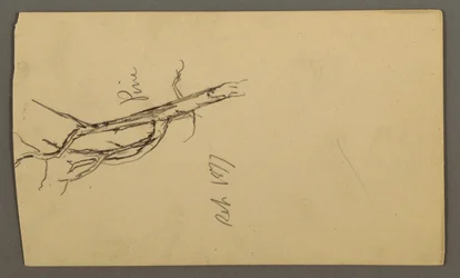 Desenho, Pinho, setembro de 1877
