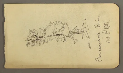 Desenho, Pinheiro, 1878