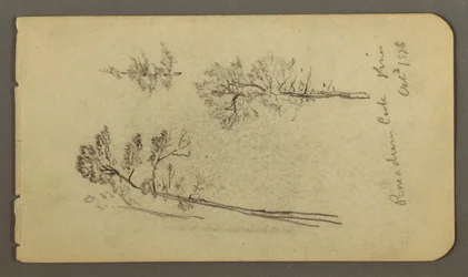 Desenho, Estudos de pinho, 1878