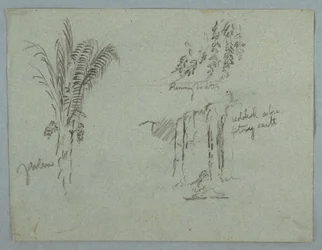 Desenho, Estudos de plantas do Rio Magdalena, Colômbia, 1853, provavelmente maio