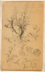 Desenho, Estudo de plantas e árvores, 2 de junho de 1857