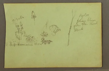 Desenho, Estudos de plantas, possivelmente 1856
