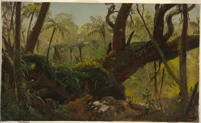 Desenho, Floresta tropical, Jamaica, Índias Ocidentais, abril-agosto de 1865