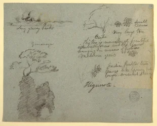 Desenho, margem do rio e esboços botânicos de Higuerote, Equador, maio de 1853 