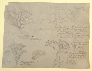 Desenho, Série de estudos botânicos, incluindo um jacaré e uma árvore monstruosa, vistos do Rio Magdalena, Colômbia, 1853