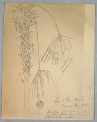 Desenho, Palmeira de leque pequeno, Jamaica, 14 de junho de 1865