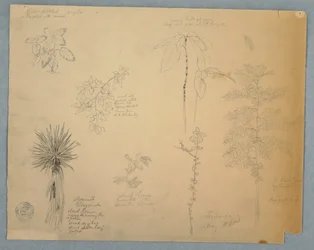 Desenho, Baioneta espanhola com uma árvore e cinco outros estudos de plantas, Jamaica, maio de 1865