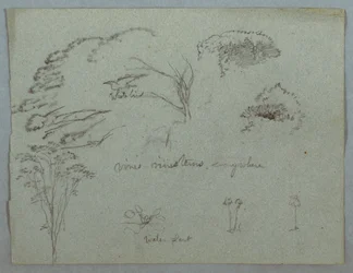 Desenho, Estudos do Rio Magdalena, Colômbia:  copas das árvores, pássaro branco voador, trepadeiras e três plantas com flores, 1853, provavelmente maio