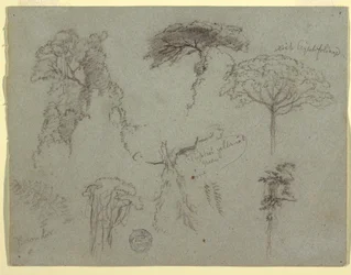 Desenho, Estudos de árvores, Equador, 1853