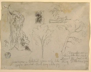 Desenho, Estudos de árvores e plantas vistos do Rio Magdalena, Colômbia, 1853