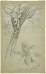 Desenho, Estudo de tronco de árvore, trepadeira parasita e palmeira, Jamaica, junho de 1865