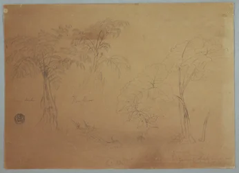Desenho, Estudo de duas árvores e três plantas, perto de Jorje, Equador, 23 de julho de 1857