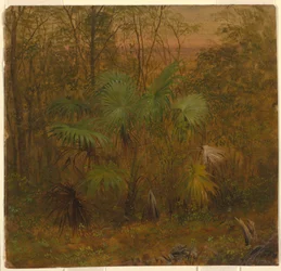 Desenho, Thatch Palm, Jamaica, maio de 1865