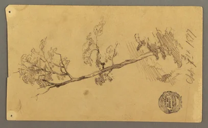 Desenho, Árvore, 1877