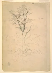 Desenho, Árvore, setembro de 1844