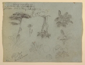 Desenho, Estudos de árvores vistos do Rio Magadalena, Colômbia, 1853
