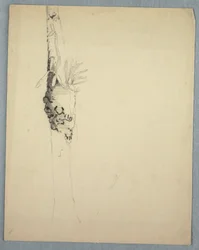 Desenho, tronco de árvore com plantas parasitas, Jamaica, maio-agosto de 1865
