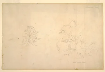 Desenho, Árvore e tronco de árvore morta, setembro de 1844