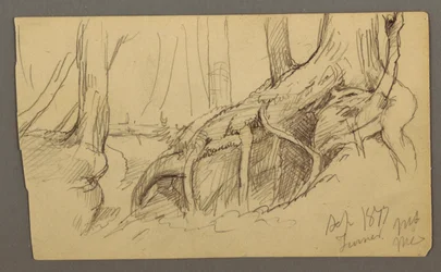 Desenho, Raízes de árvore crescendo sobre uma rocha (Turner Mountain), 1877