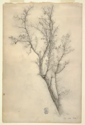 Desenho, Árvore com muitos ramos, julho de 1844