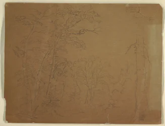 Desenho, Árvores, Ilha Grand Manan, Canadá, 1851