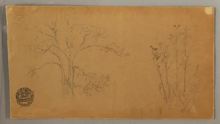 Desenho, Árvores e plantas, Elecampene, setembro de 1856