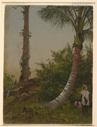 Desenho, Árvores na Jamaica, Índias Ocidentais, 1865