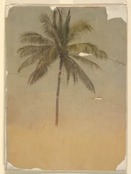 Desenho, Tronco e copa de uma palmeira, 1865