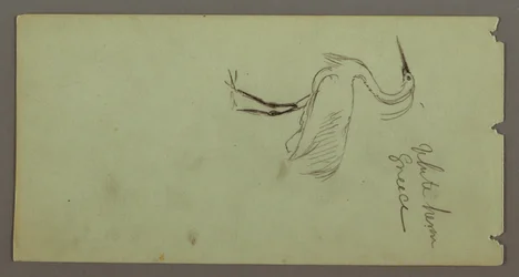 Desenho, Garça branca, possivelmente 1869