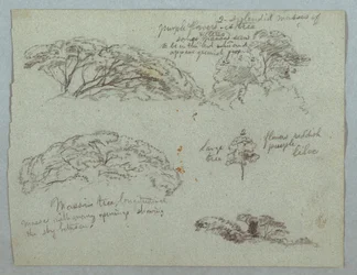 Cinco estudos de copas de árvores, Rio Magdalena, Colômbia