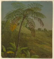 Palmeira, Jamaica