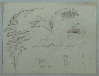 Estudos do Rio Magdalena, Colômbia: copas das árvores, pássaro branco voador, trepadeiras e três plantas com flores