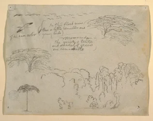 Estudos de pássaros e árvores vistos do Rio Magdalena, Colômbia