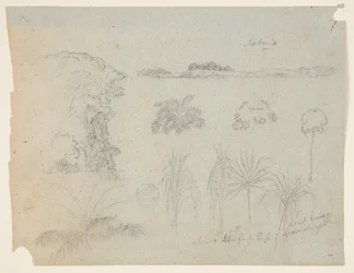 Estudo com copas de árvores, árvores, cinco desenhos de plantas e uma ilha distante