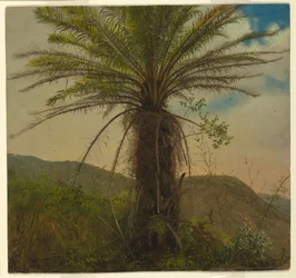 Samambaia Arborícola, Jamaica