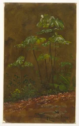 Trombeta, Jamaica