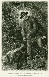 Um caçador de trufas. Gravura de Lix para ilustrar a história A Through Alsace and Lorraine, de Charles Grad, deputado alemão, em 1884, no tour du monde 1886, dirigido por Edouard Charton (1807-1890), Hachette, Paris.
