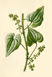 Bryony preto, 1877.