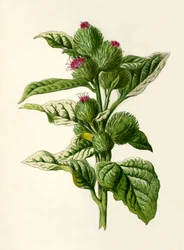 Bardana, 1877.