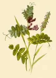 Ervilha-de-ervilhaca e erva-doce Vernal, 1877.