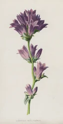 Sino-Flor Clustered (chromolitho)