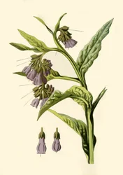 Confrei, 1877.