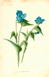 Commelina