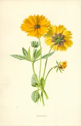 Coreopsis